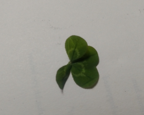 The four-leaf clover that I found, but lost by night's end.